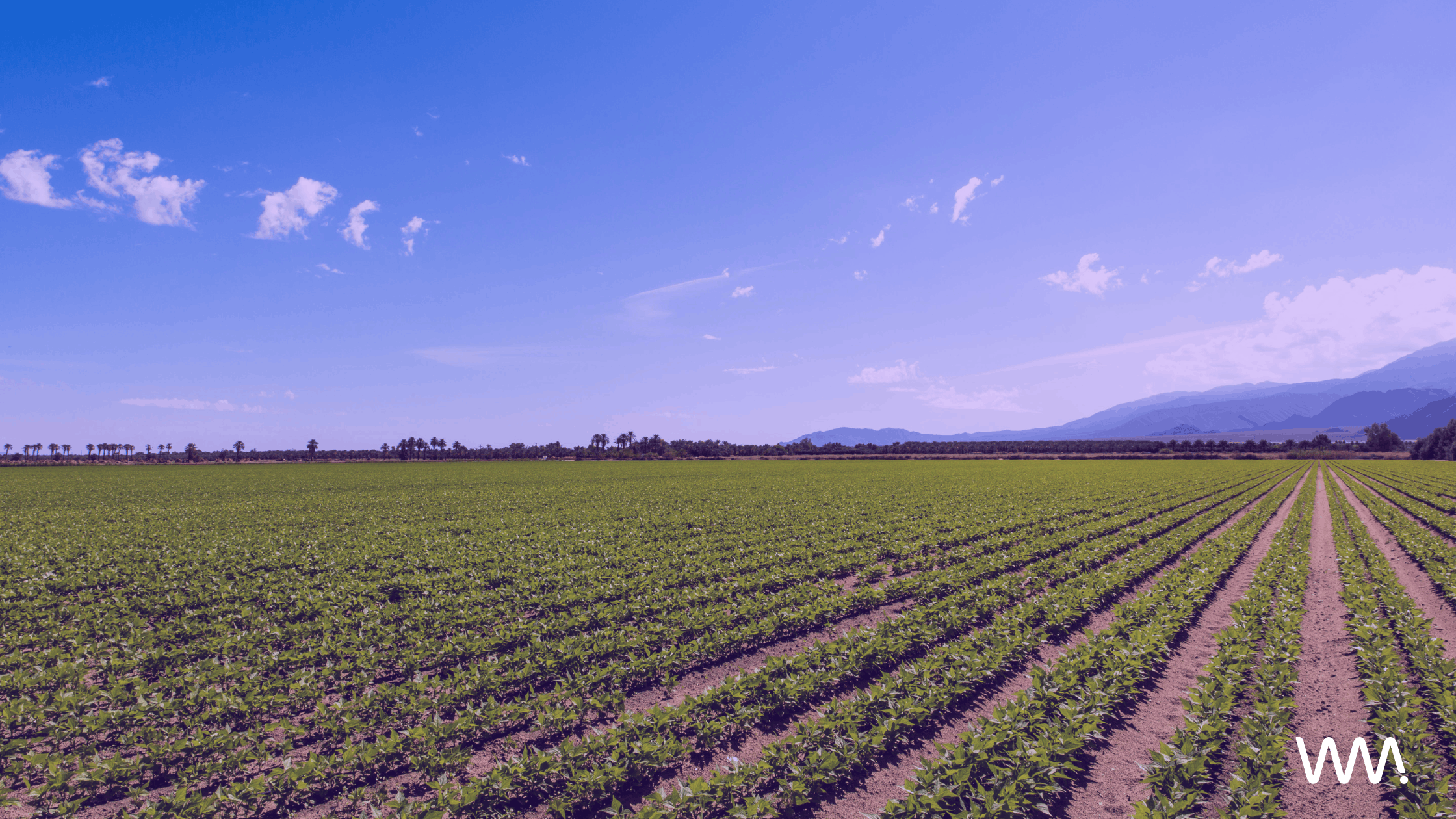 agricultural field