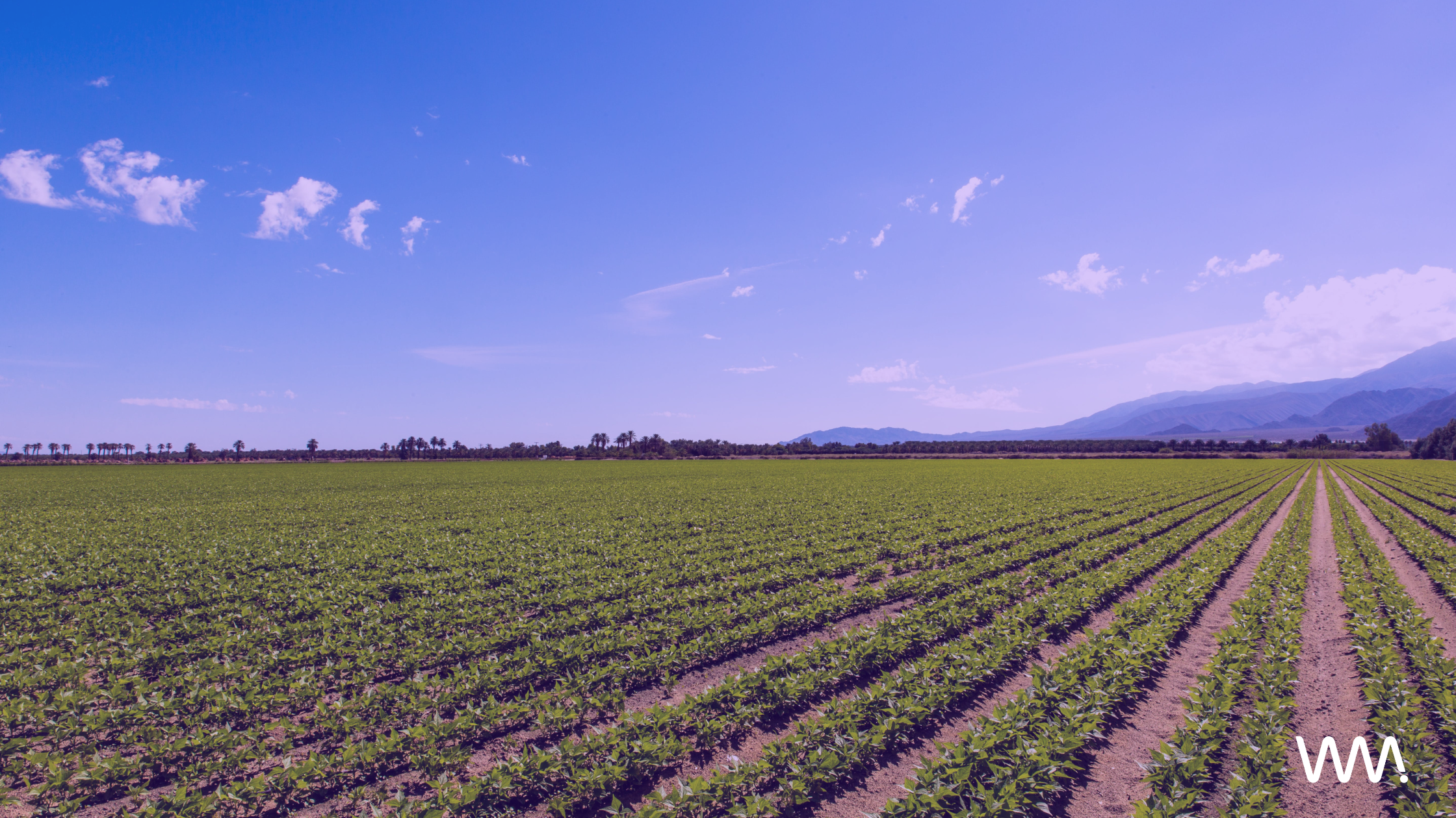 Agricultural Field