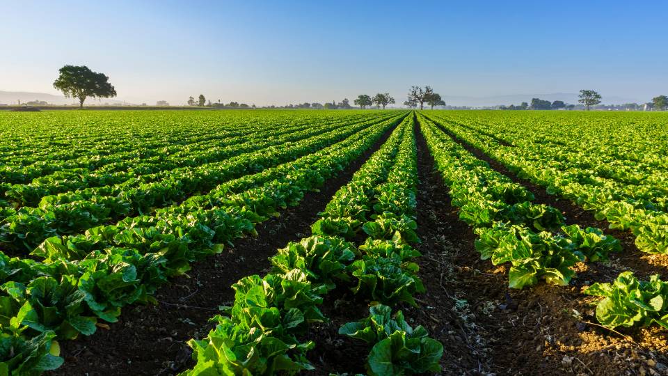 Farm crops