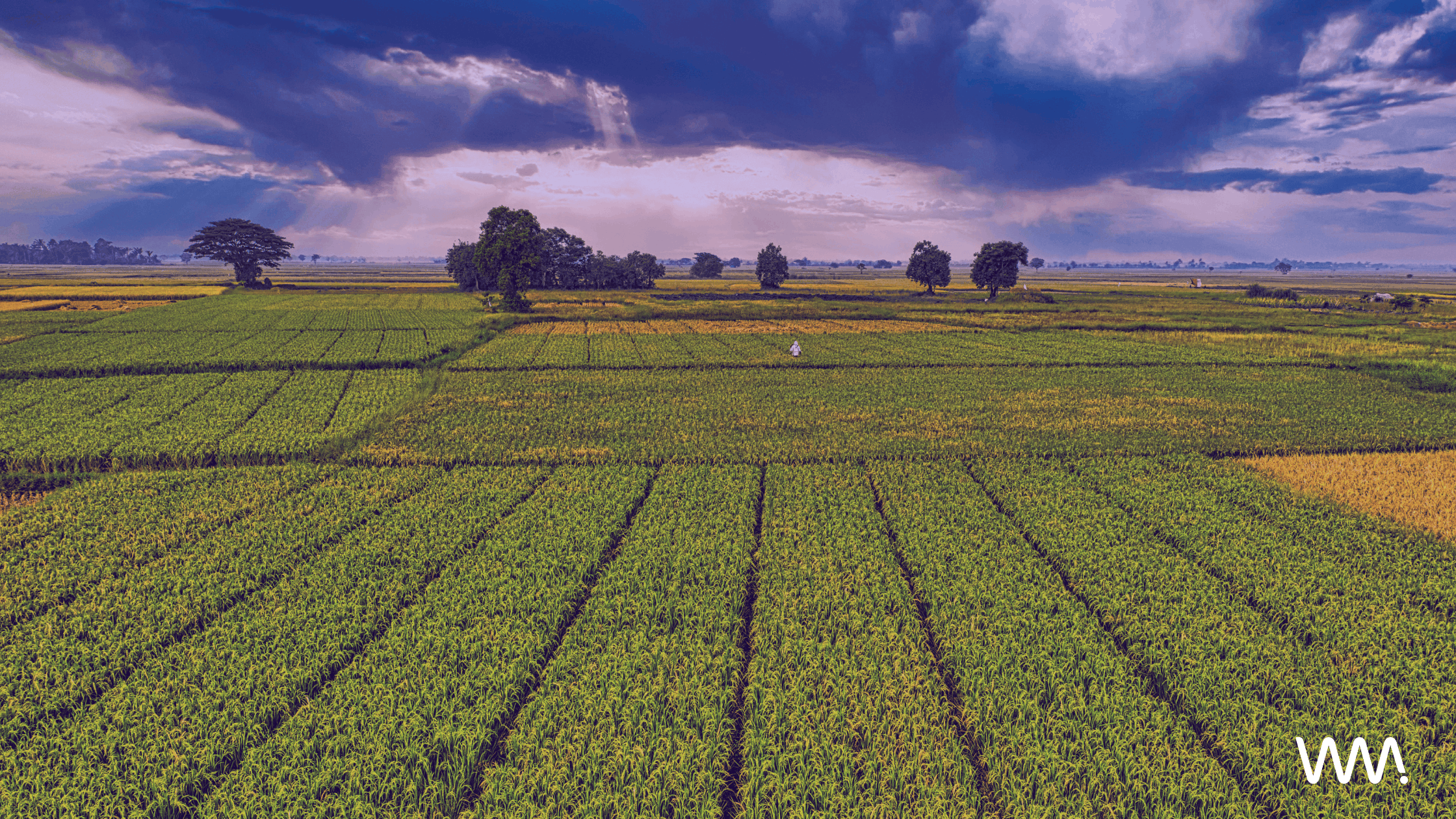 farmer's field
