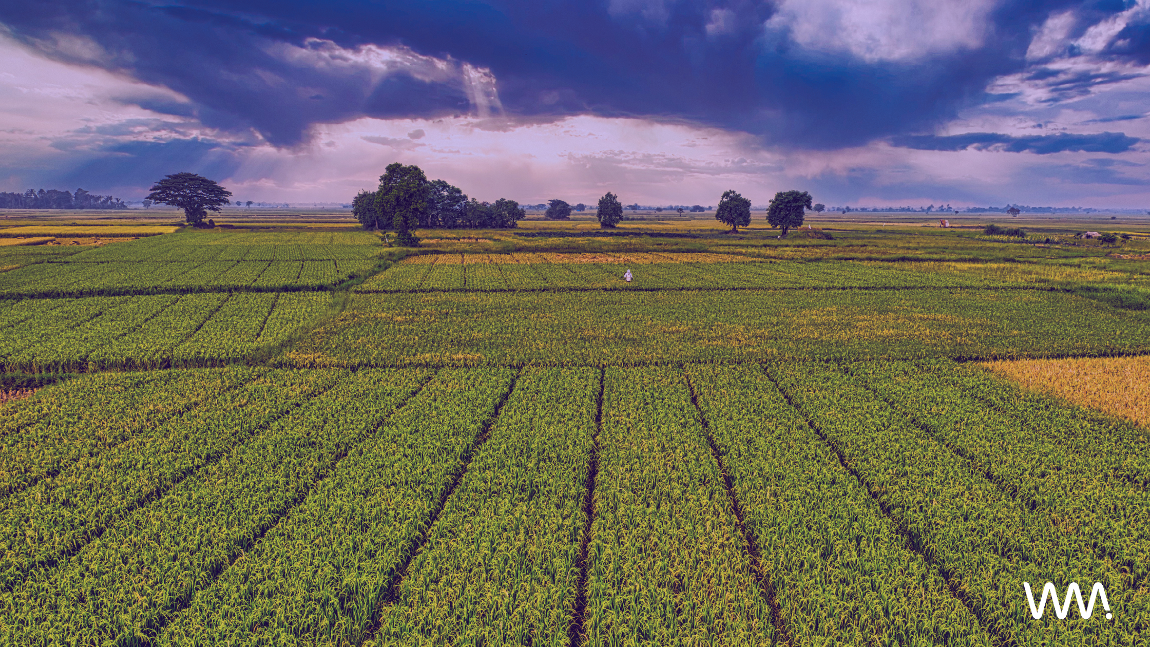 farmer's field