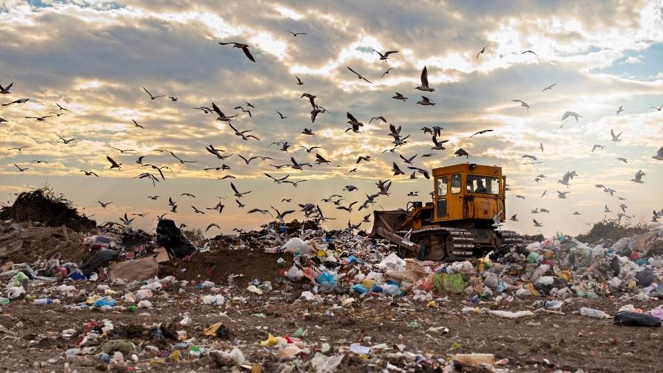 landfill bulldozer with birds flying & sunset
