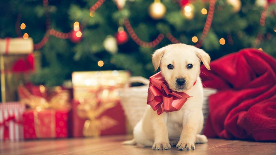 Puppy and Christmas tree