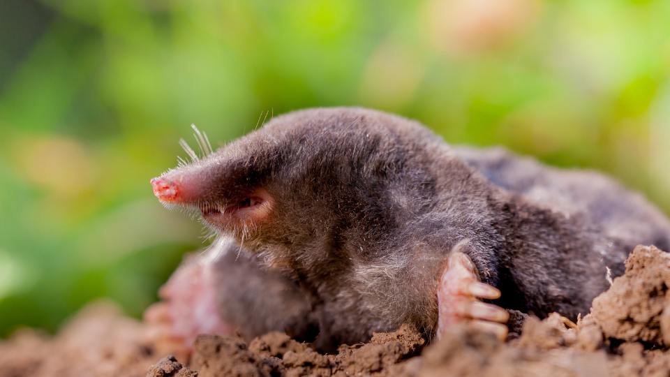 mole digging out of soil