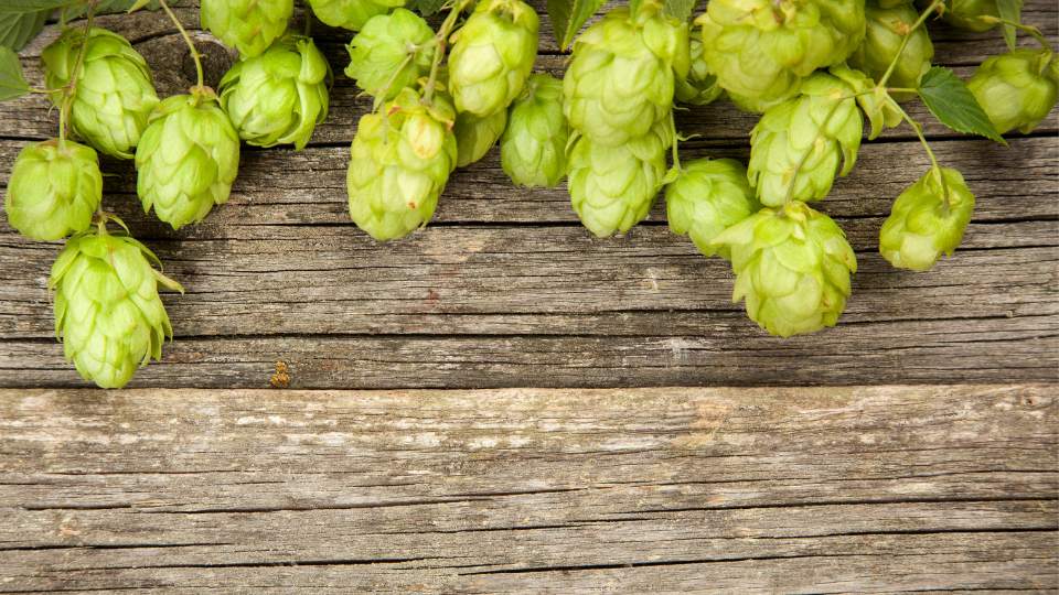 hops on wood panels