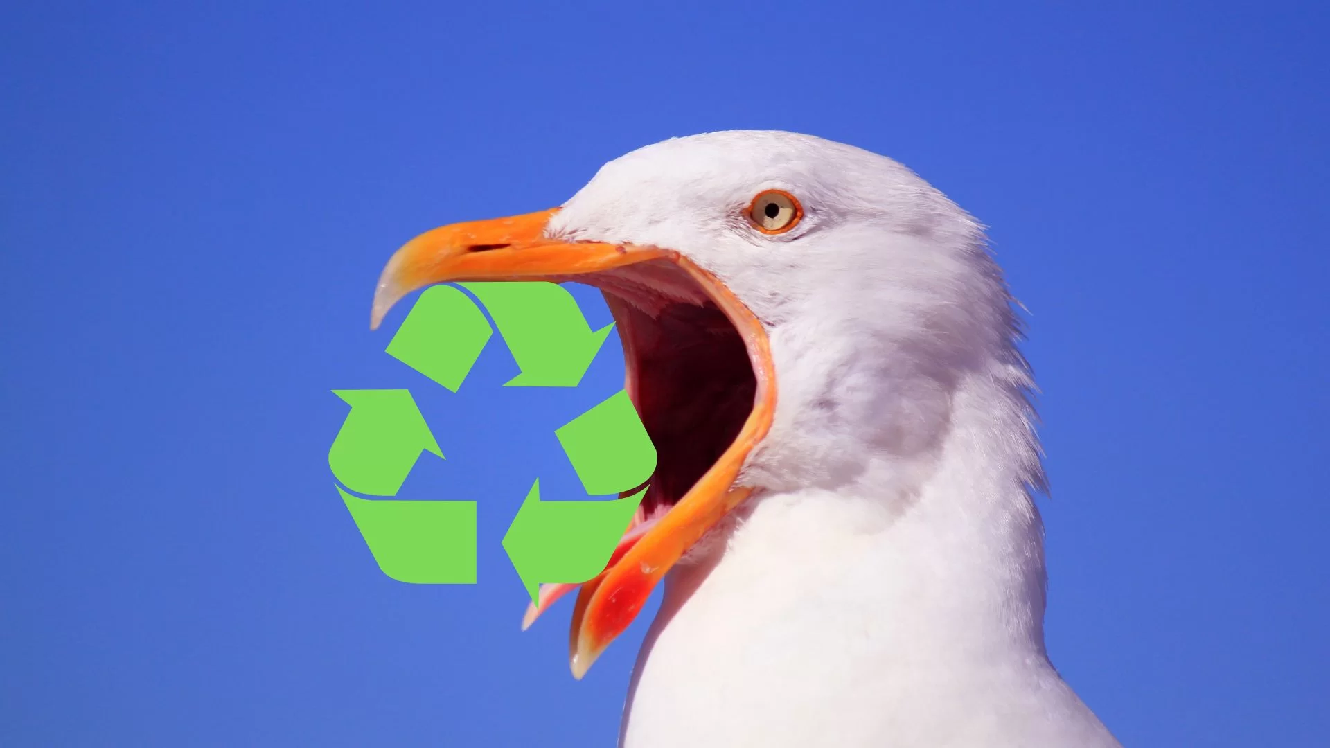 Seagull holding recycling symbol in beak