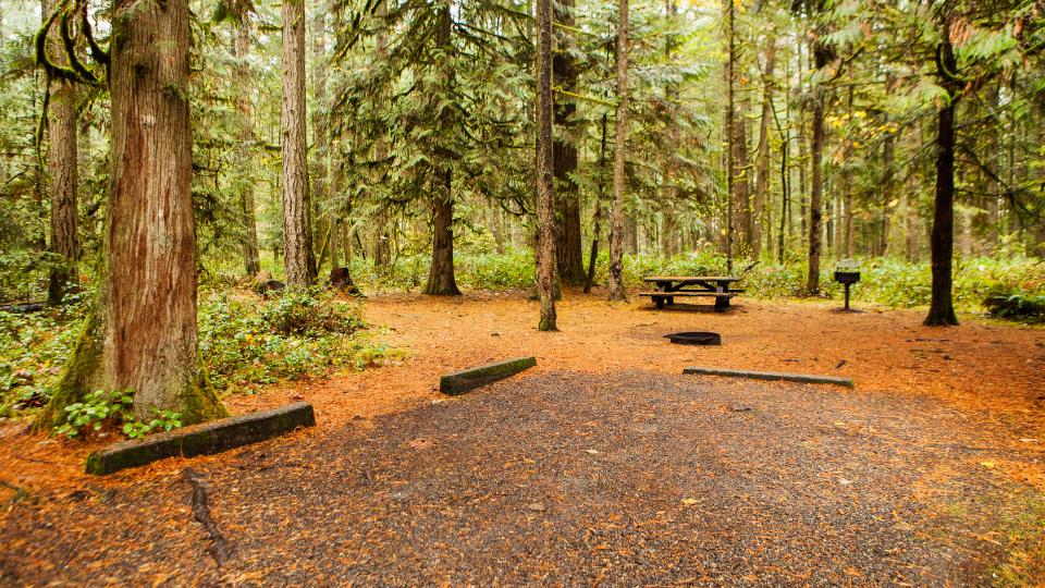 campsite in forest with log seating around a campfire 