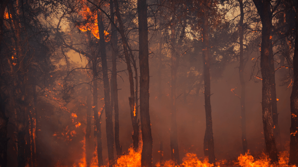 photo of a forest fire caused by climate change