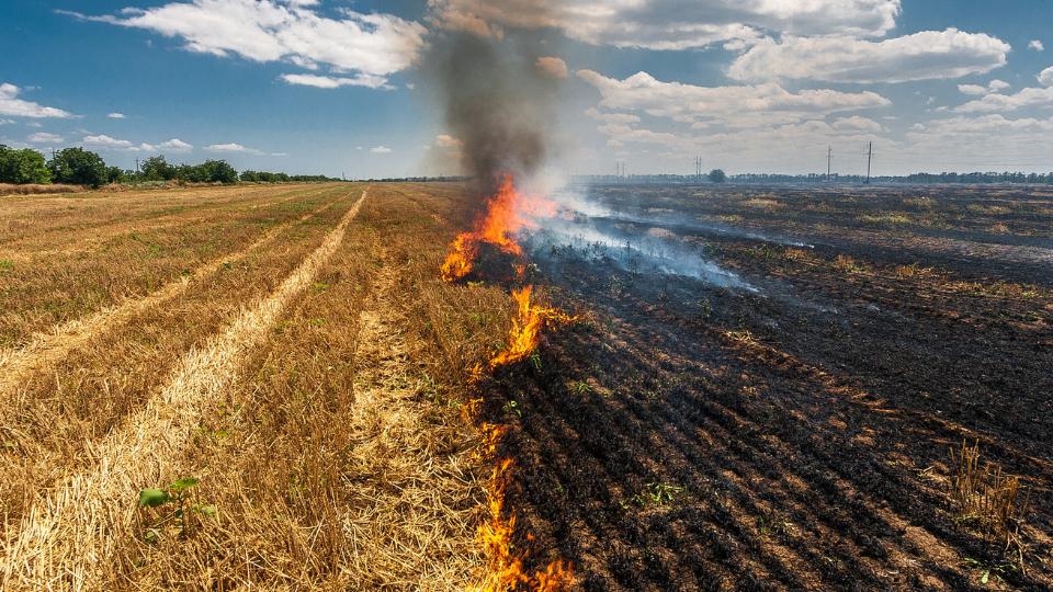 picture of farmland burning agricultural waste fire