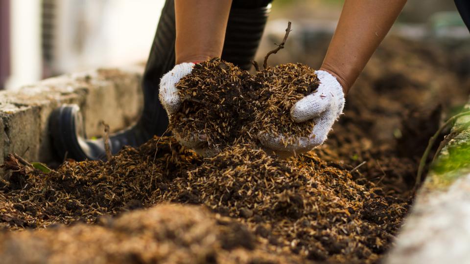 Adding pumpkin to fertilser compost