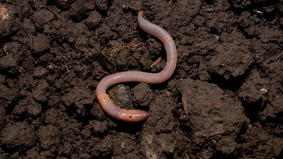 Earthworm in the mud