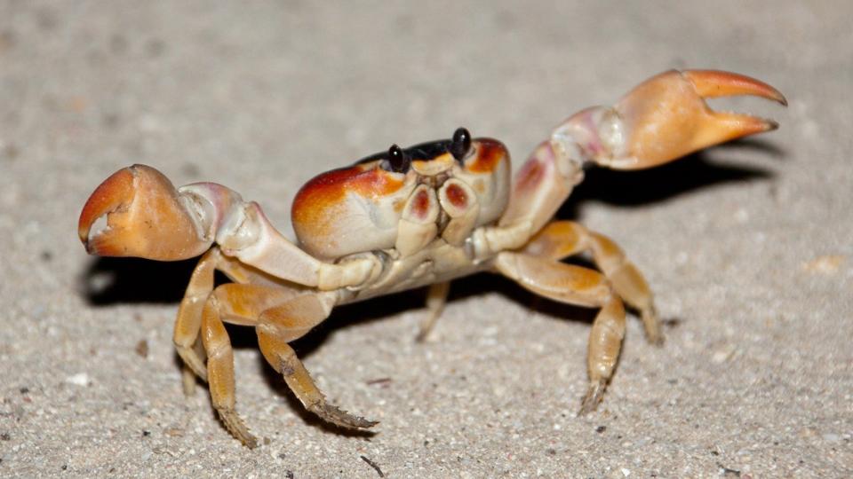 Crab holding pinsers out