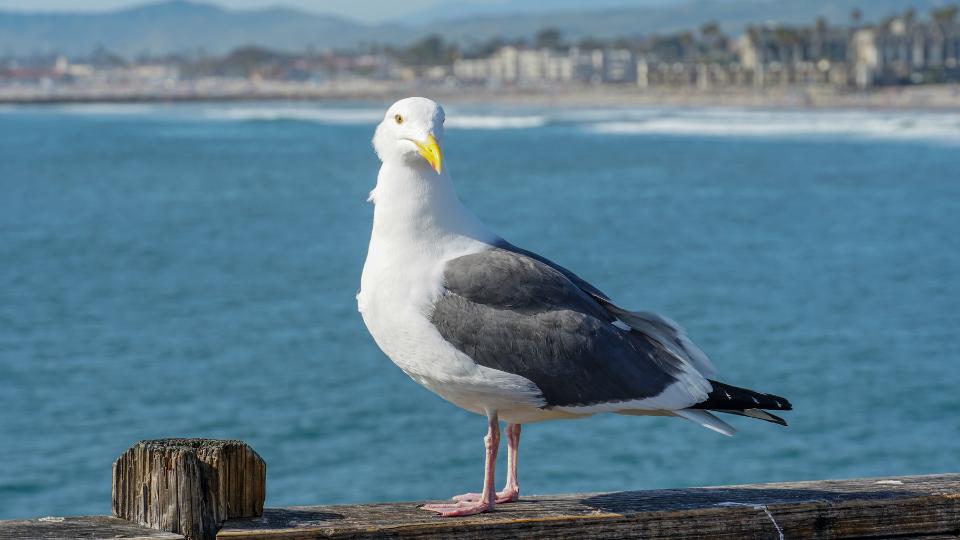 Seagull on a pier at the seaside
