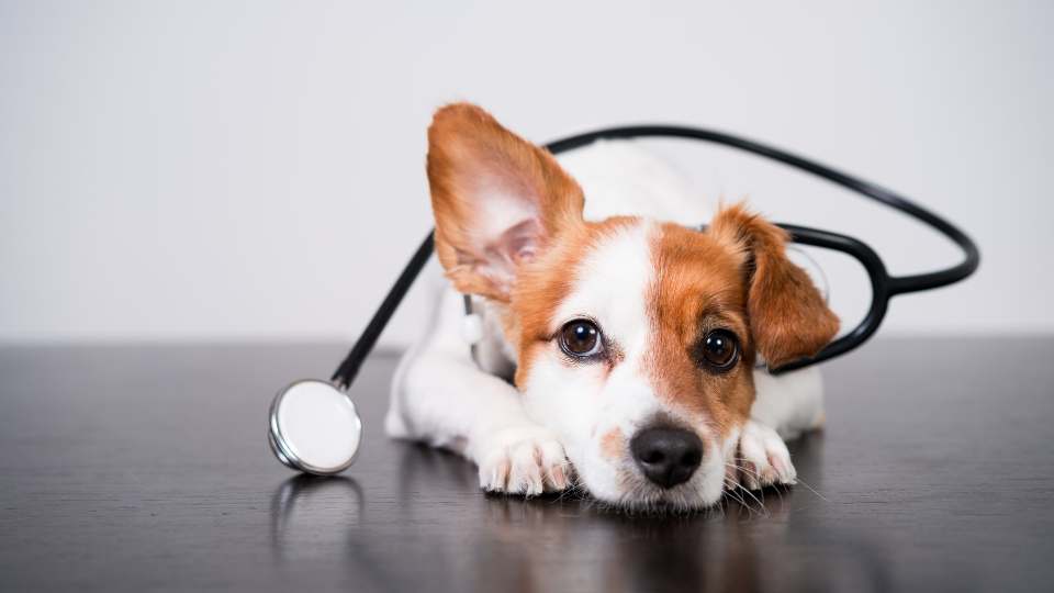 dog and stethoscope