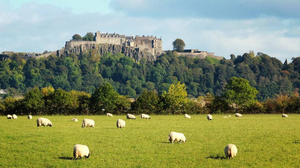 Stirling castle in the summer with sheep