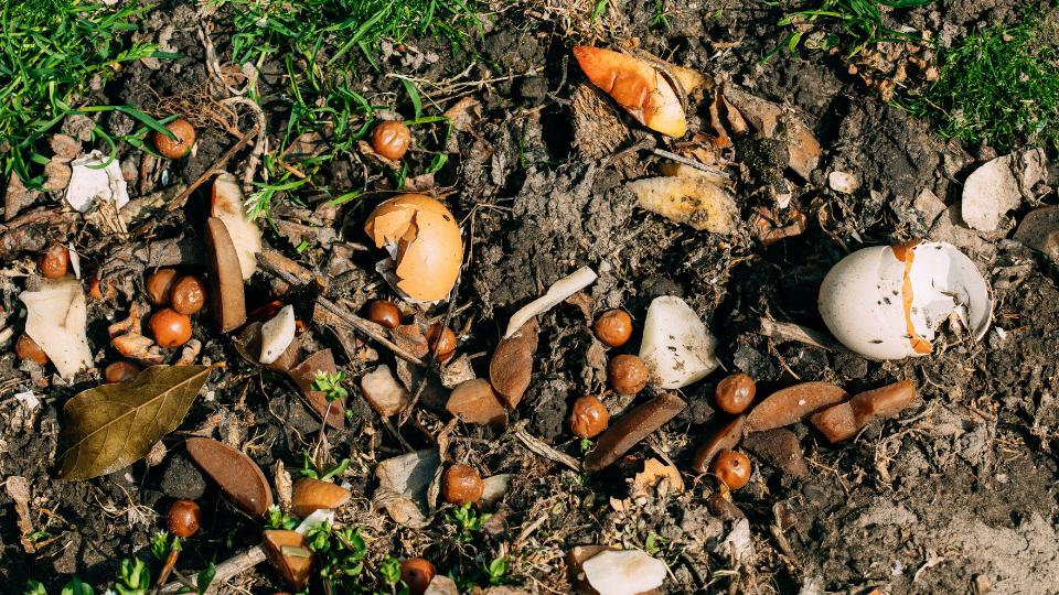 food waste like egg shells and tomatoes in a compost bin