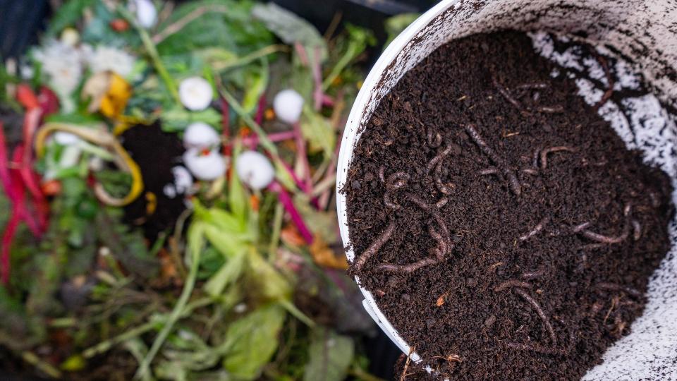 compost bin with fresh compost and worms