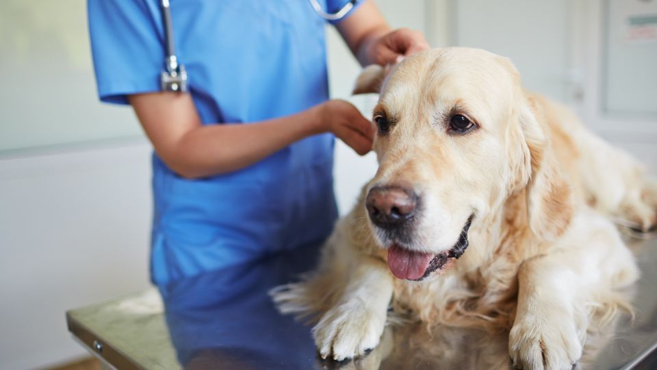 Dog getting a checkup at the vets